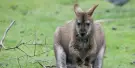 Willowbank Wildlife Reserve Tickets