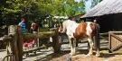 Willowbank Wildlife Reserve Tickets Willowbank Wildlife Reserve Tickets
