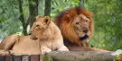 Zoo Negara Malaysia Tickets Zoo Negara Malaysia Tickets