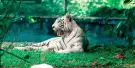 Zoo Negara Malaysia Tickets Zoo Negara Malaysia Tickets