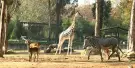 Zoo Santo Inácio Tickets