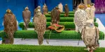 Falcon Hospital Abu Dhabi Tours