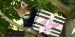 Adelaide Zoo Tickets