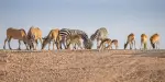 AL Ain Zoo Tickets