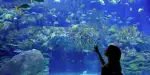Aquarium of Cattolica Tickets