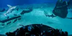 Aquarium of Genoa Tickets