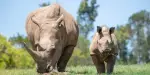 Australia Zoo Tickets