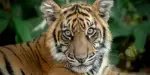 Australia Zoo Tickets