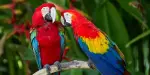 Bali Bird Park Tickets