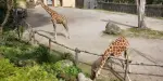 Bioparco di Roma Tickets