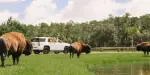 Wild Florida Safari Drive Thru Park Tickets
