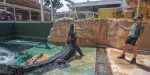 Crocosaurus Cove Tickets