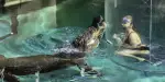 Crocosaurus Cove Tickets