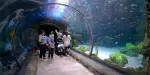 Downtown Aquarium Tickets