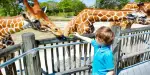 Dubai Safari Park Tickets