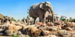 Dubai Safari Park Tickets