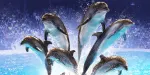 Dubai Dolphinarium Tickets