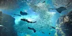 Enoshima Aquarium Tickets