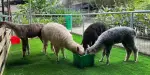 G2G Animal Garden Tickets