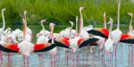 GaiaZOO Tickets