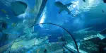 Gardaland SEA LIFE Aquarium Tickets