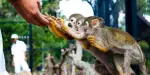 Southeast Botanical Gardens Tickets