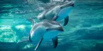 Osaka Aquarium Kaiyukan Tickets