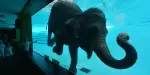 Khao Kheow Open Zoo Tickets