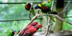 Kuala Lumpur Bird Park Tickets