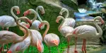 Kuala Lumpur Bird Park Tickets