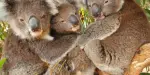 Maru Koala and Animal Park Tickets