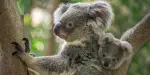 Kuranda Koala Gardens Tickets