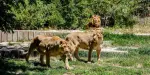 Zoo Aquarium de Madrid Tickets