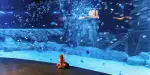 Lotte World Aquarium Hanoi Tickets