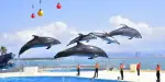 Marine World Uminonakamichi Tickets