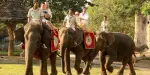Mason Elephant Park Bali Tickets