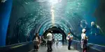 Maxell Aqua Park Shinagawa Tickets