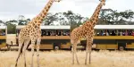Melbourne Zoo Tickets