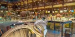 Grande Galerie De L'Évolution Tickets