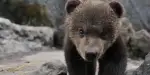 Noboribetsu Bear Park Tickets