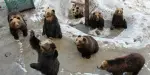 Noboribetsu Bear Park Tickets
