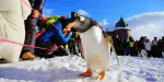 Noboribetsu Marine Park Nixe Tickets