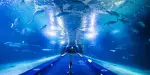 Oceanogràfic València Tickets
