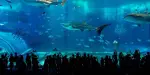 Okinawa Churaumi Aquarium Tickets