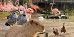 Parrot World Tickets