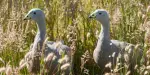 Phillip Island Nature Parks Tickets