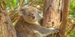 Phillip Island Nature Parks Tickets