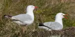Phillip Island Nature Parks Tickets