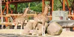 Zoo Aquarium de Madrid Tickets