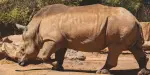 Pombia Safari Park Tickets